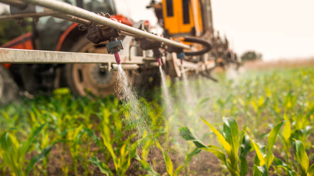 Best Ant Control Services  in Whiteriver, AZ